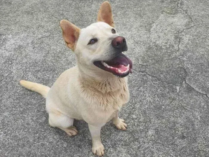 Cachorro ra a SRD-ViraLata idade 1 ano nome Tony
