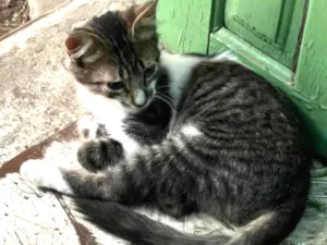 Gato raça Srd idade 2 a 6 meses nome Tom