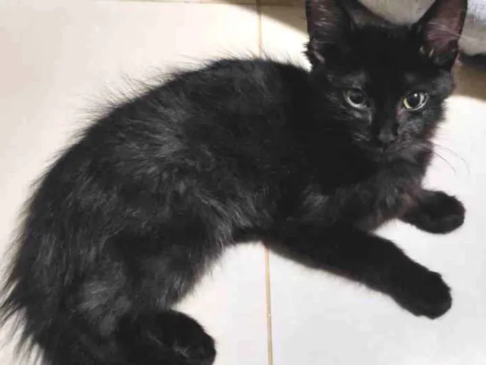 Gato ra a  idade 2 a 6 meses nome GRATIFICA - Óreo