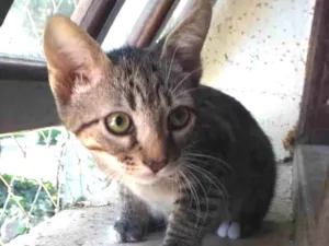 Gato raça SRD-ViraLata idade 2 a 6 meses nome Neil