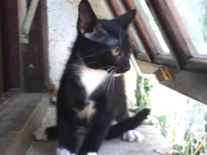 Gato raça SRD-ViraLata idade 2 a 6 meses nome Lenny