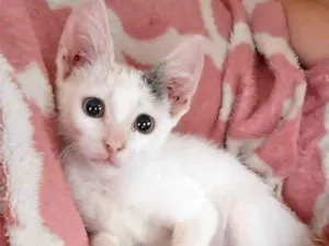 Gato raça SRD-ViraLata idade 2 a 6 meses nome Florzinha