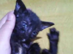 Gato raça SRD-ViraLata idade Abaixo de 2 meses nome Agnes