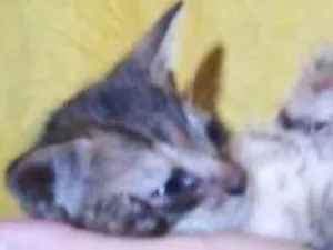 Gato raça SRD-ViraLata idade Abaixo de 2 meses nome Lady