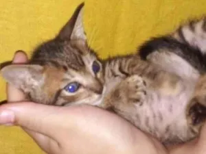 Gato raça SRD-ViraLata idade Abaixo de 2 meses nome Iris