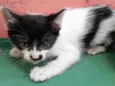 Bolinha