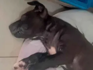 Cachorro raça América Bull  idade  nome Thor 