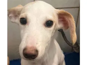 Cachorro raça SRD-ViraLata idade 2 a 6 meses nome Sem Nome 