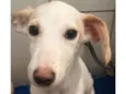 Cachorro raça SRD-ViraLata idade 2 a 6 meses nome Sem Nome 