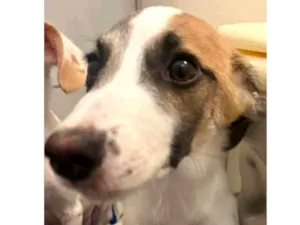 Cachorro raça SRD-ViraLata idade 2 a 6 meses nome Sem Nome 