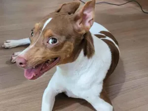 Cachorro raça Fox Terrier idade 5 anos nome Lully