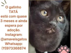 Gato raça SRD-ViraLata idade 2 a 6 meses nome Tatá