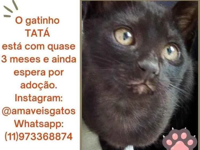 Gato ra a SRD-ViraLata idade 2 a 6 meses nome Tatá