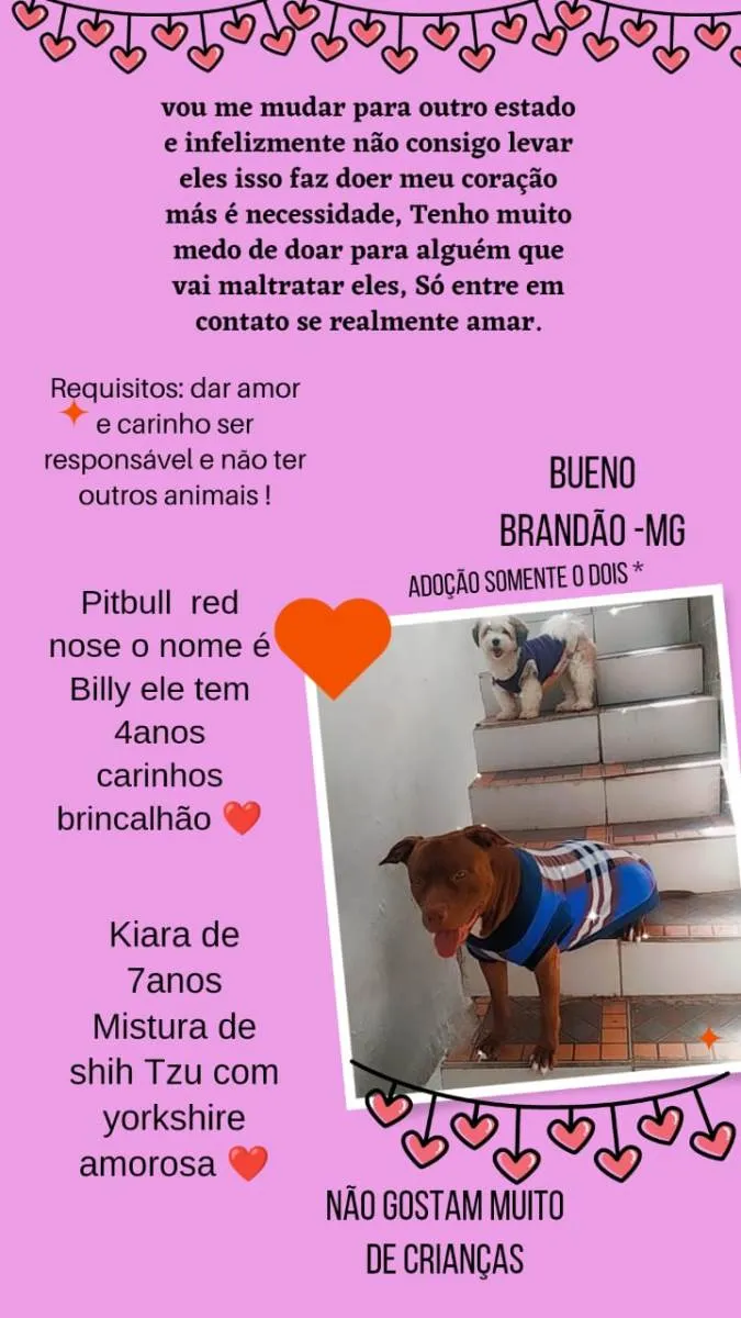 Cachorro raça Pit-Bull, shitzu misturado com York idade 4 anos nome Billy e kiara
