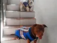 Billy e kiara
