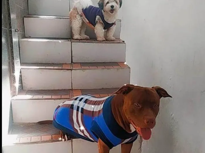Cachorro raça Pit-Bull, shitzu misturado com York idade 4 anos nome Billy e kiara