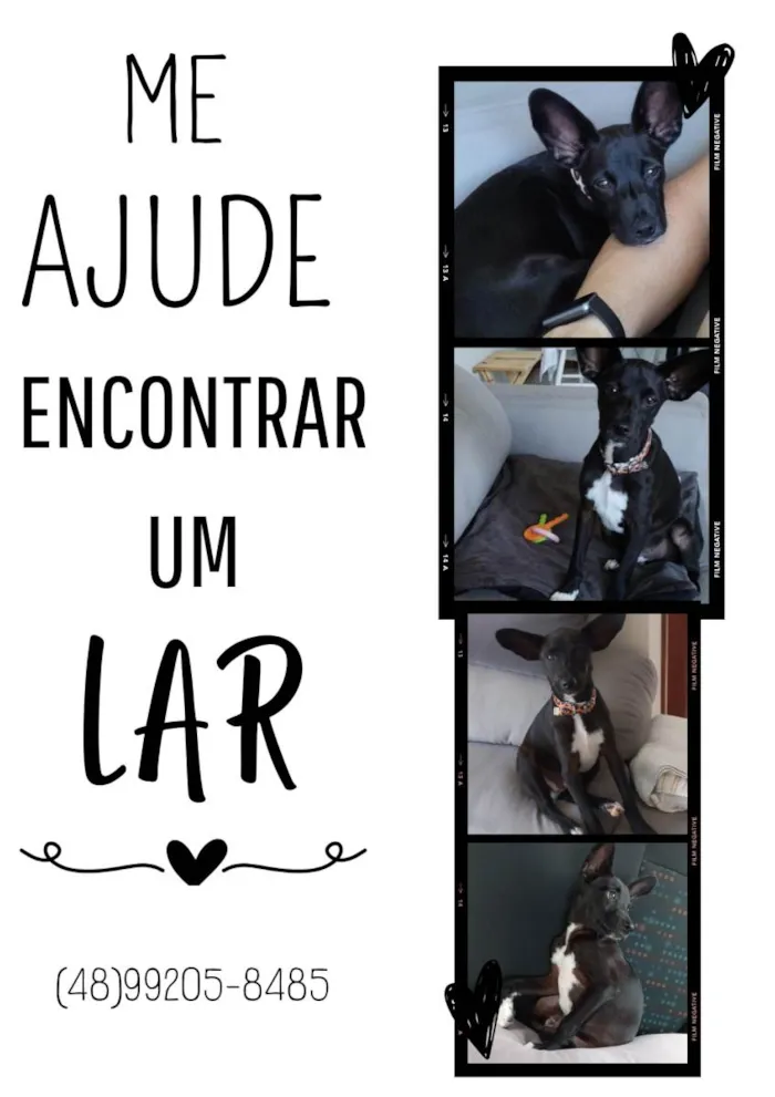 Cachorro ra a SRD-ViraLata idade 2 a 6 meses nome Barthô 