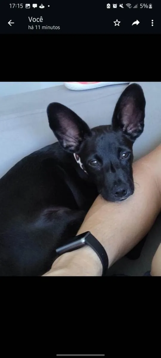 Cachorro ra a SRD-ViraLata idade 2 a 6 meses nome Barthô 