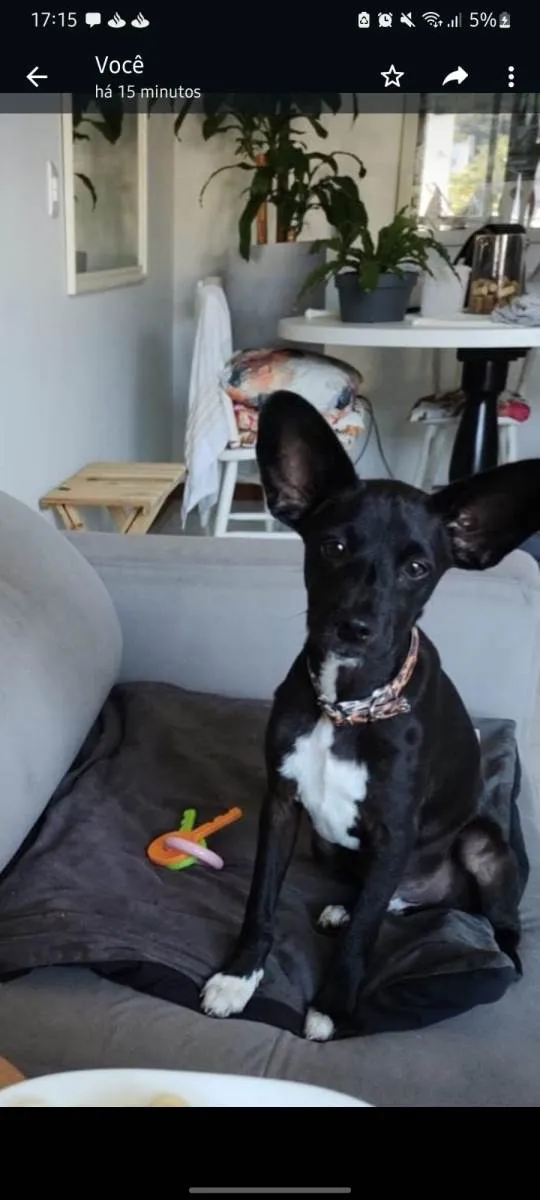 Cachorro ra a SRD-ViraLata idade 2 a 6 meses nome Barthô 