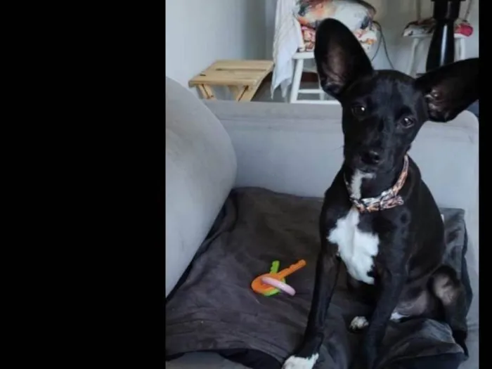 Cachorro ra a SRD-ViraLata idade 2 a 6 meses nome Barthô 
