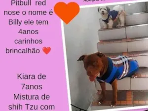 Cachorro raça Pit-Bull, shitzu misturado com York idade 4 anos nome Billy e kiara