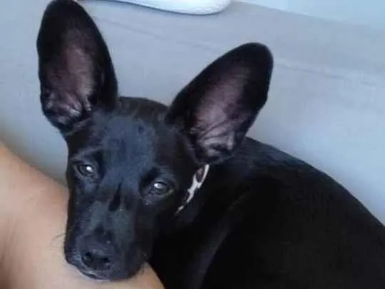 Cachorro ra a SRD-ViraLata idade 2 a 6 meses nome Barthô 