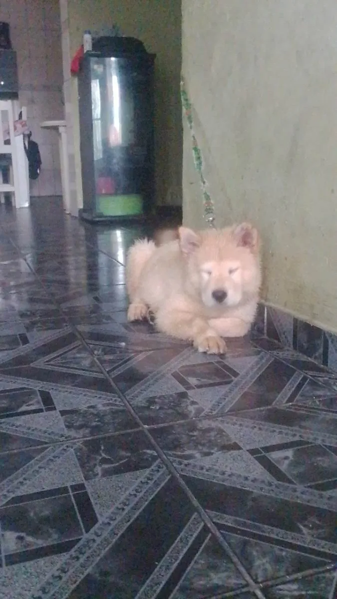 Cachorro ra a Chow Chow idade 2 a 6 meses nome Théo