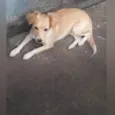 Cachorro raça SRD-ViraLata idade 1 ano nome Mel