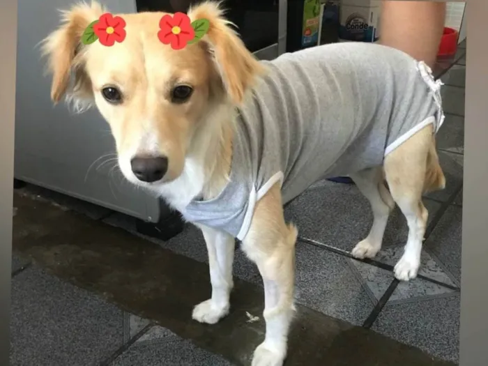 Cachorro raça SRD-ViraLata idade 1 ano nome Mel