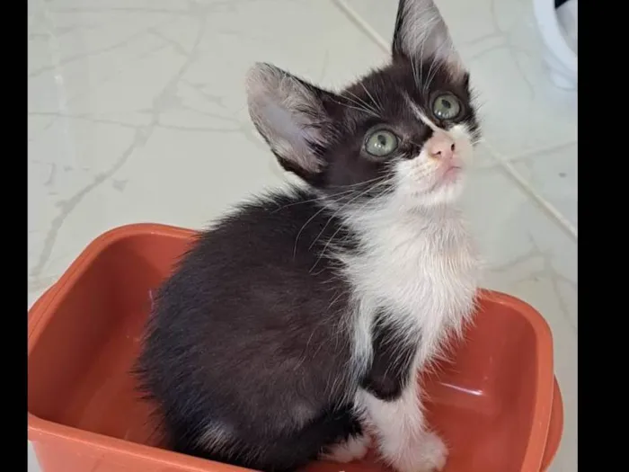 Gato raça SRD-ViraLata idade Abaixo de 2 meses nome Lola