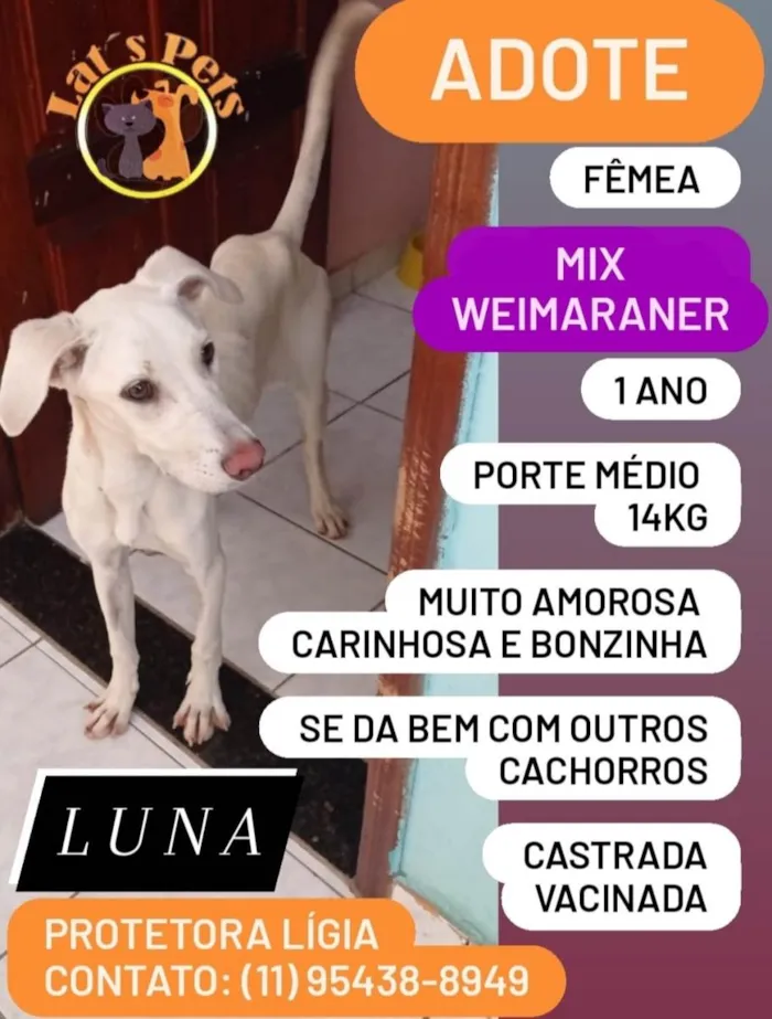 Cachorro ra a Mix de Weimaraner idade 1 ano nome Luna