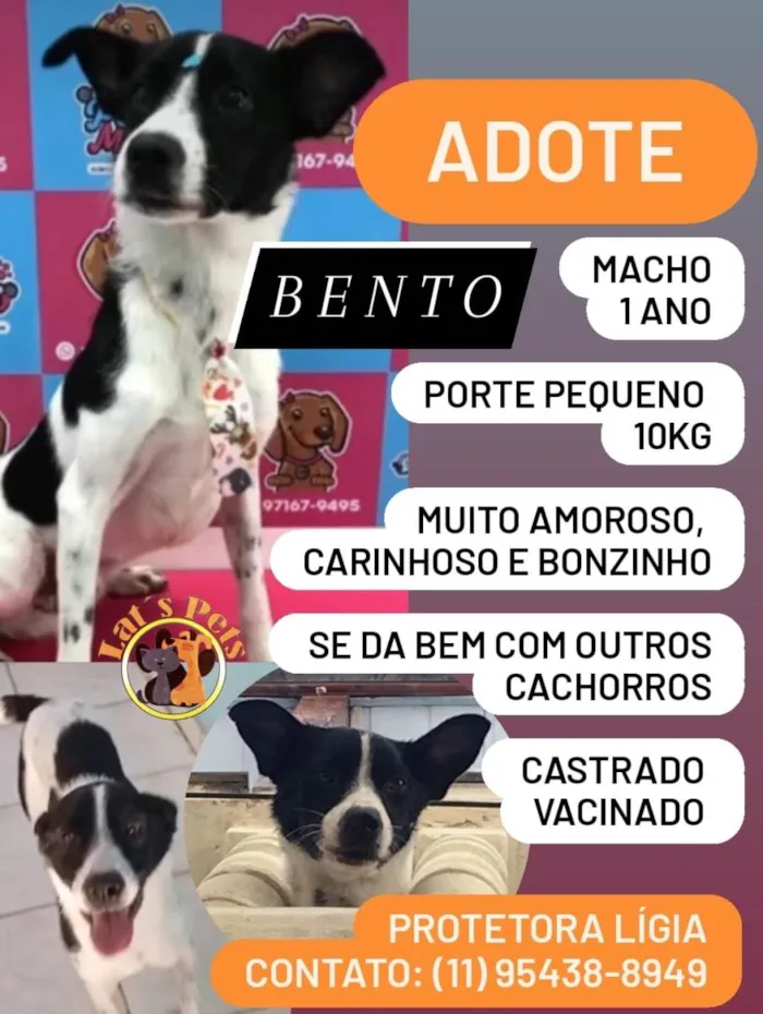 Cachorro ra a SRD-ViraLata idade 1 ano nome Bento