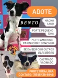Bento