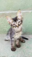 Gato raça  idade Abaixo de 2 meses nome Leo