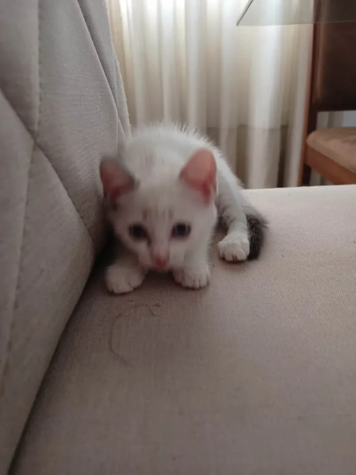 Gato ra a RND idade 2 a 6 meses nome Mia