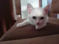 Mia