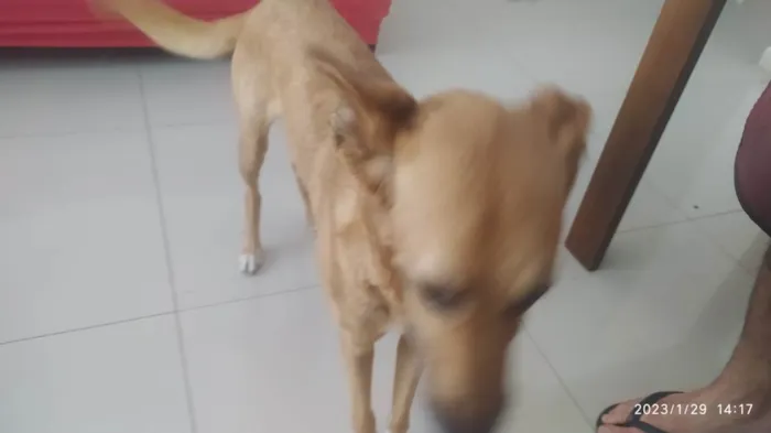 Cachorro ra a  idade 4 anos nome Mel