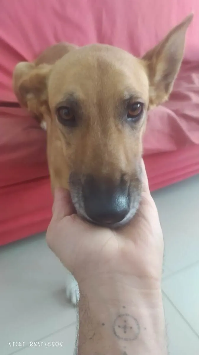 Cachorro ra a  idade 4 anos nome Mel