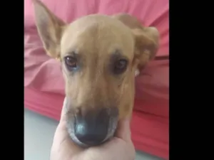 Cachorro raça  idade 4 anos nome Mel