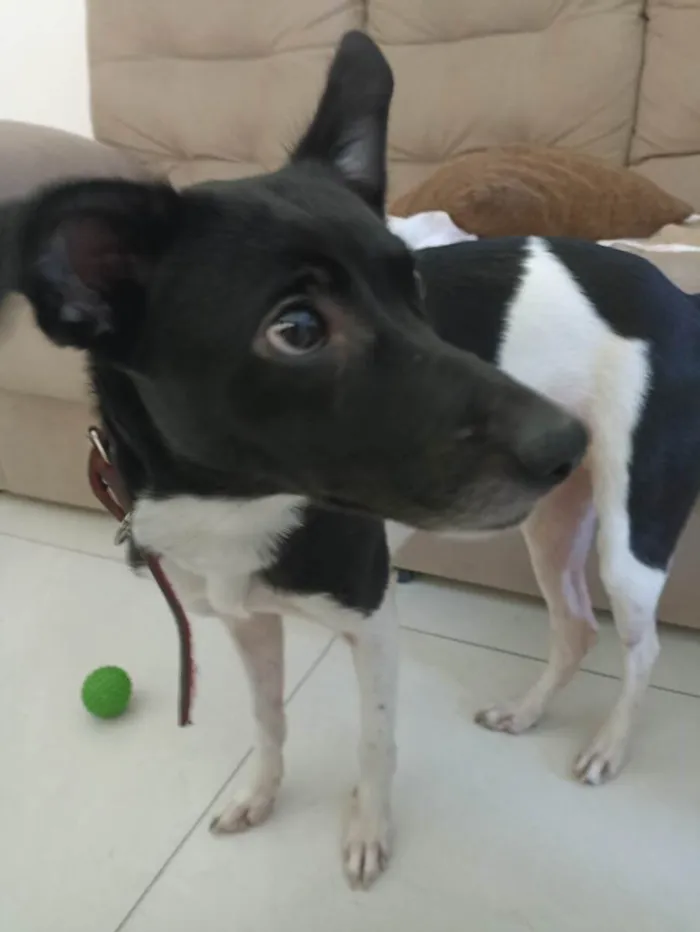 Cachorro ra a SRD-ViraLata idade 7 a 11 meses nome Brisa