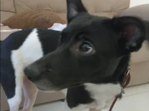 Cachorro raça SRD-ViraLata idade 7 a 11 meses nome Brisa