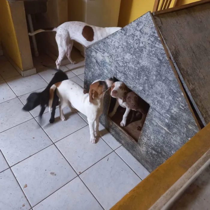 Cachorro ra a Misto Foxhound e pitbull idade 2 a 6 meses nome  6 filhotes sem nome