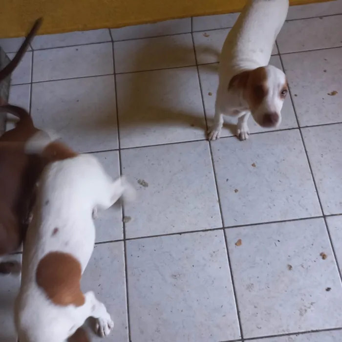 Cachorro ra a Misto Foxhound e pitbull idade 2 a 6 meses nome  6 filhotes sem nome