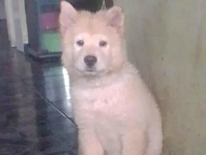 Cachorro ra a Chow Chow idade 2 a 6 meses nome Théo