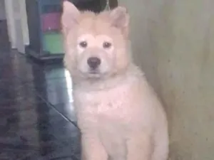 Cachorro raça Chow Chow idade 2 a 6 meses nome Théo