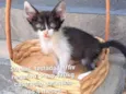 Gato raça SRD-ViraLata idade Abaixo de 2 meses nome Lola