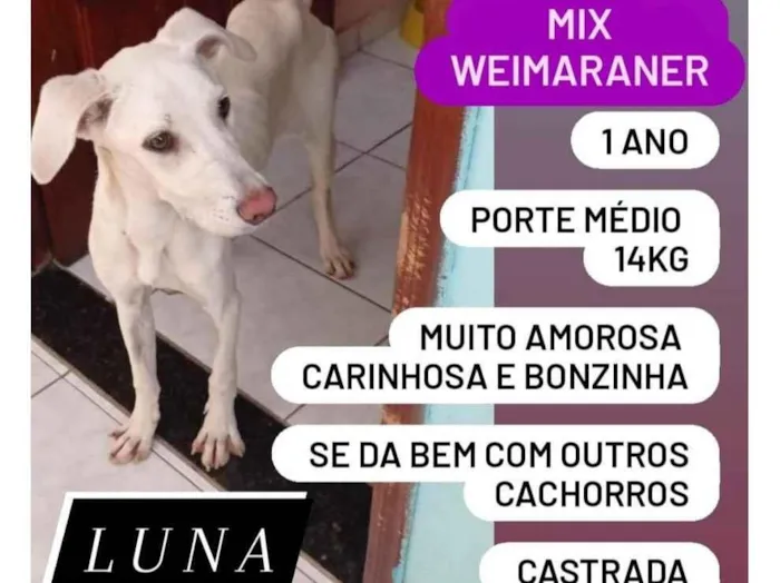 Cachorro ra a Mix de Weimaraner idade 1 ano nome Luna