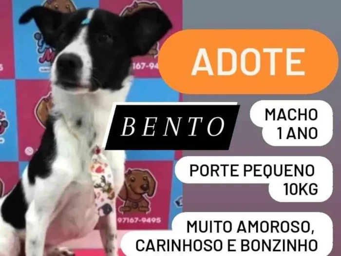Cachorro ra a SRD-ViraLata idade 1 ano nome Bento