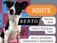Bento