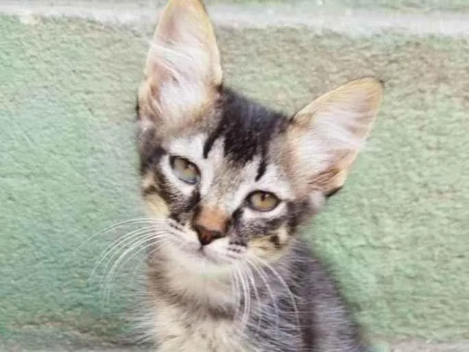 Gato raça  idade Abaixo de 2 meses nome Leo